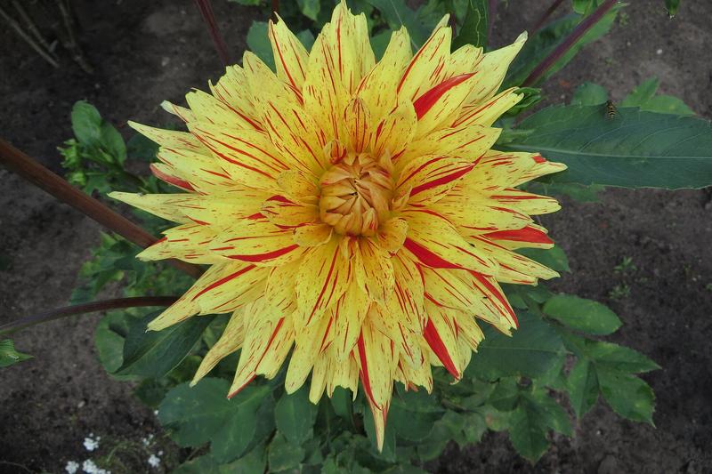 Dahlia (Dahlia): With flower forms ranging from neat pompoms to dinner-plate-sized decoratives, they bring vibrant colour to UK borders and cutting
