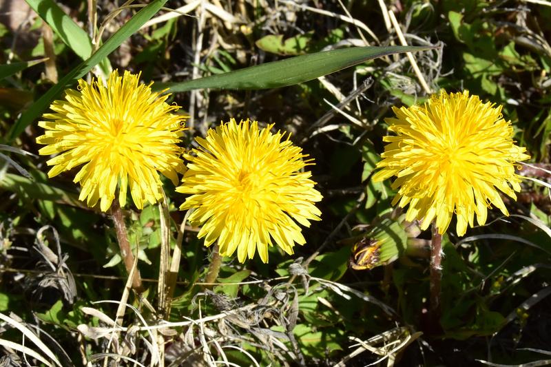 Dandelion (Taraxacum officinale) growing in a natural setting