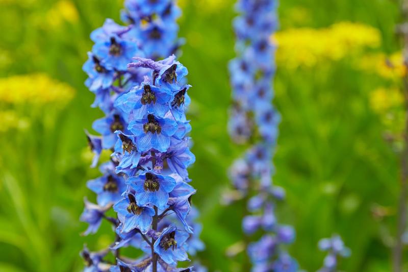 Delphiniums are majestic herbaceous perennials renowned for their towering spikes of blue, purple, white, or pink flowers that grace British cottage