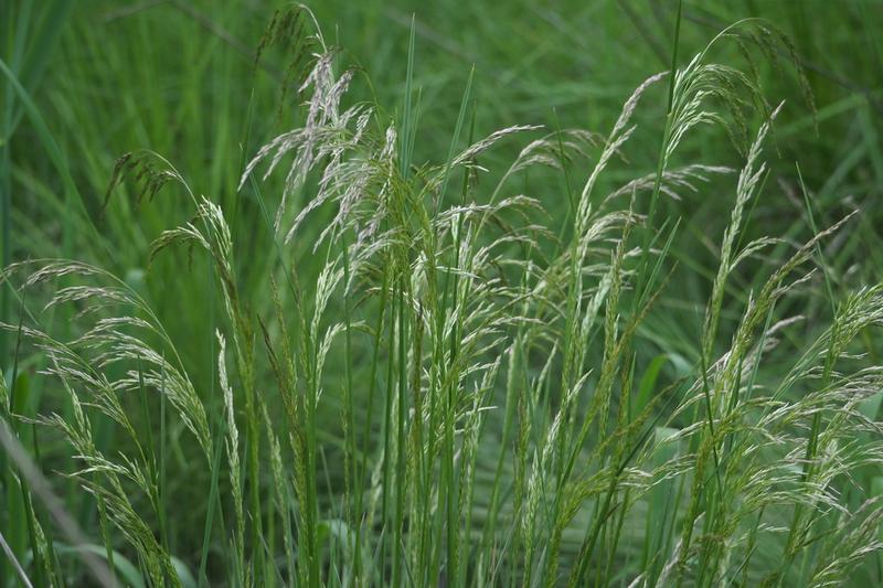 Tufted Hair Grass is a native British perennial grass forming dense tussocks of fine, dark green foliage with airy clouds of silvery-gold flower