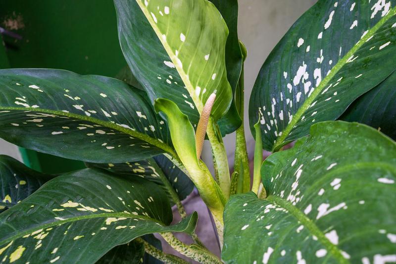 Dieffenbachia is a striking tropical houseplant native to Central and South America, prized for its large, variegated leaves splashed with cream
