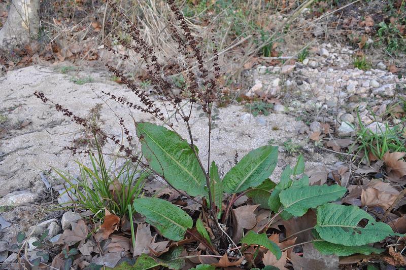 Dock (Rumex obtusifolius) growing in a natural setting