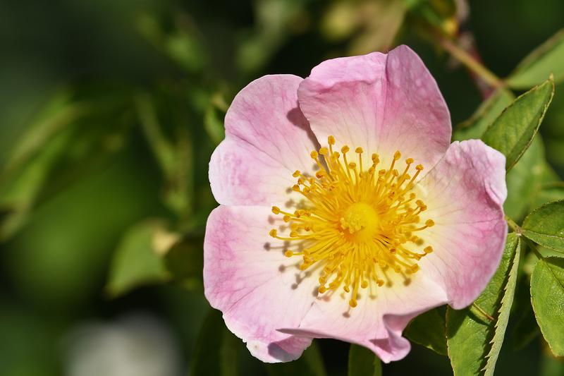 Dog Rose is a vigorous, deciduous climbing shrub native to the UK, producing delicate pale pink flowers in early summer followed by bright red hips