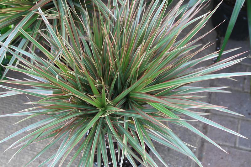 Dracaena (Dracaena marginata): This low-maintenance evergreen has become a staple in British homes and offices, valued for its tolerance of neglect