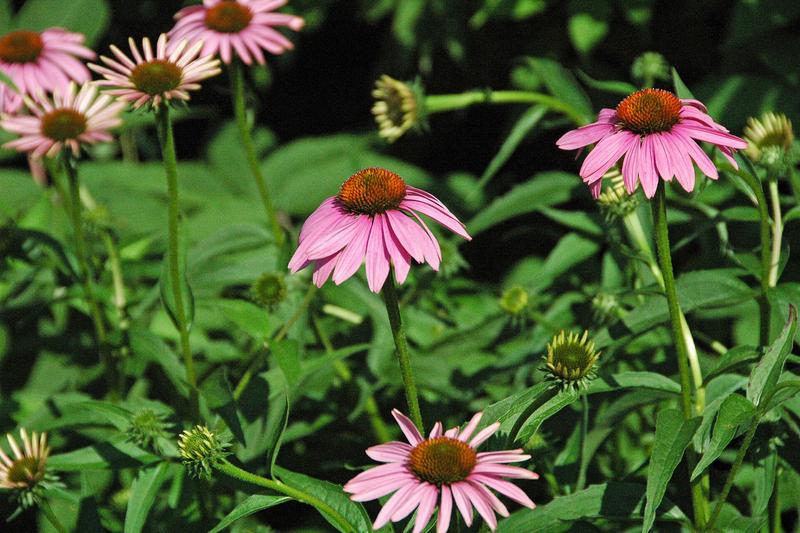 Echinacea purpurea is a robust herbaceous perennial native to North America, prized for its striking daisy-like flowers with prominent central cones
