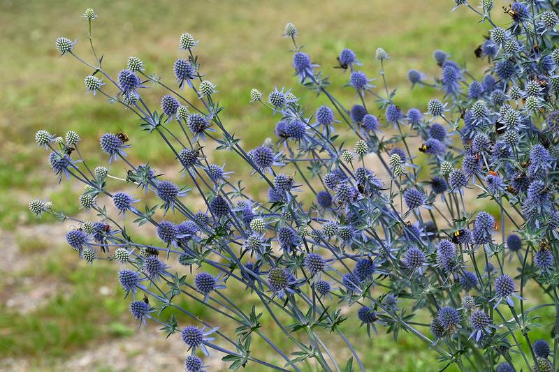 Eryngium (Eryngium planum): The steely blue flowers are also superb for cutting and drying, retaining their colour beautifully for winter