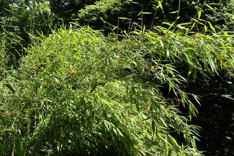 Clumping Bamboo (Fargesia murieliae): The slender green canes mature to yellow-green and are clothed in narrow, apple-green leaves that rustle