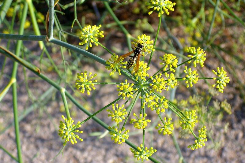 Fennel is a tall, graceful perennial herb with feathery, thread-like foliage and umbels of golden-yellow flowers in summer