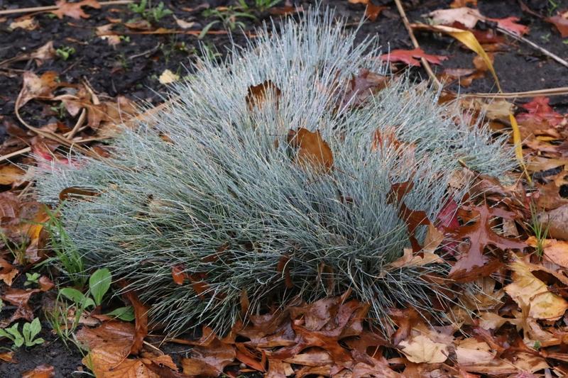 Blue fescue is a compact, evergreen ornamental grass prized for its striking blue-grey foliage that forms neat, rounded tussocks