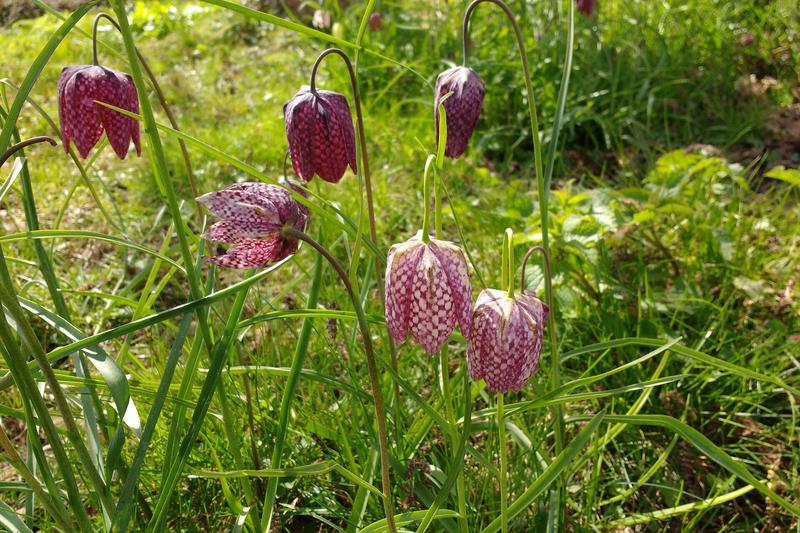 Fritillary is a delicate spring-flowering bulb renowned for its distinctive chequered bell-shaped blooms in shades of purple, pink, and white