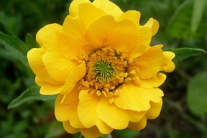 Geum is a cheerful herbaceous perennial prized for its saucer-shaped flowers in vibrant shades of red, orange, yellow, and pink that appear from late