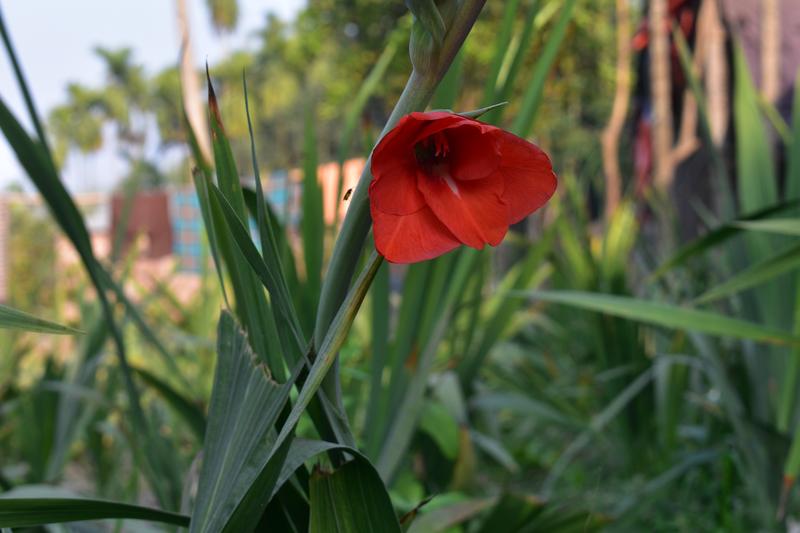 Gladioli are striking summer-flowering corms native to South Africa, producing tall spikes of funnel-shaped blooms in virtually every colour