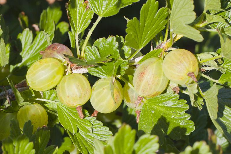 Gooseberry (Ribes uva-crispa): The thorny bushes produce tart, translucent berries in shades of green, yellow, red or white, perfect for traditional
