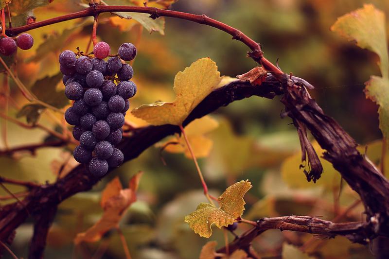 Grape Vine is a vigorous, deciduous climbing plant native to the Mediterranean and central Europe, prized for its sweet, edible fruit and attractive