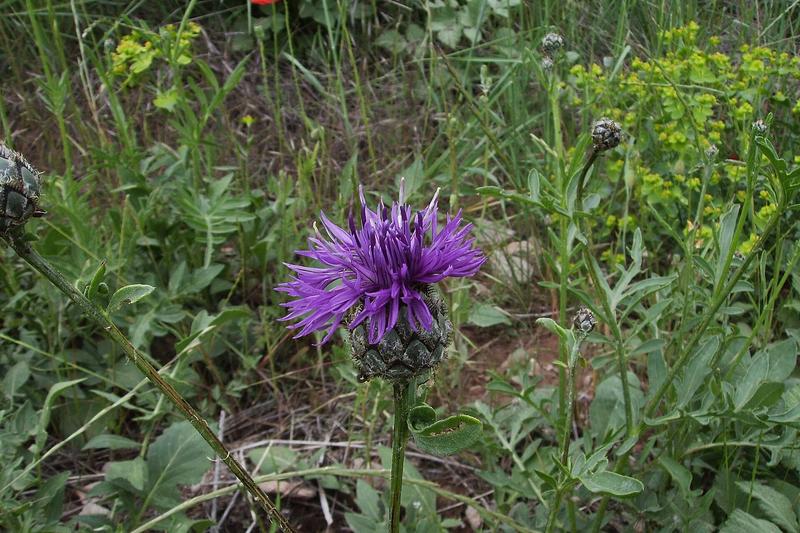 Greater Knapweed is a striking native British wildflower producing vibrant purple-pink thistle-like blooms from June to September atop sturdy stems