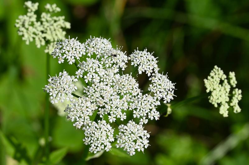 Ground Elder (Aegopodium podagraria) growing in a natural setting