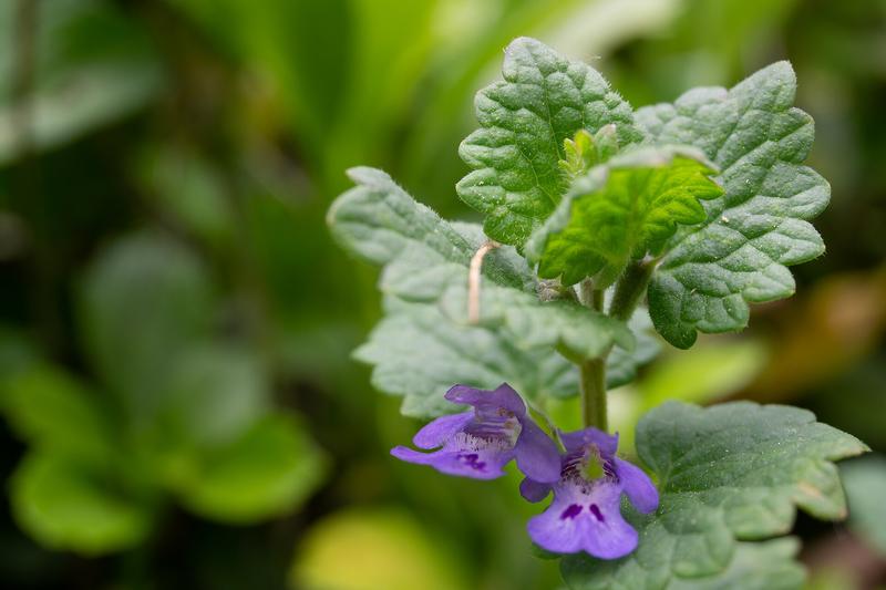 Ground Ivy is a low-growing, evergreen perennial native to the UK, forming dense mats of kidney-shaped, scalloped leaves with a distinctive aromatic