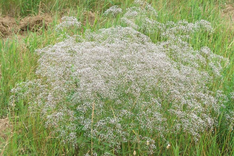 Gypsophila is a delicate perennial beloved for its clouds of tiny white or pink flowers that create an airy, romantic effect in summer borders