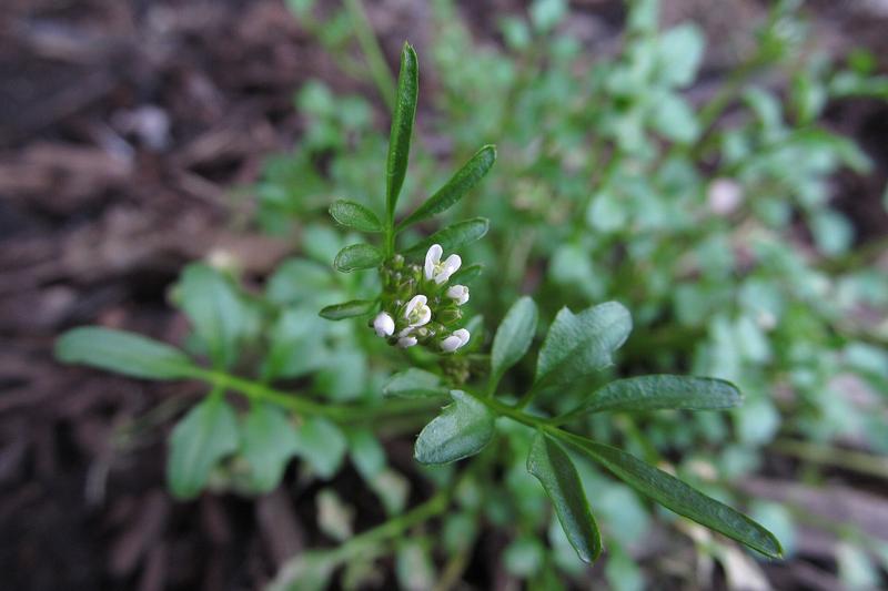 Hairy Bittercress (Cardamine hirsuta) growing in a natural setting