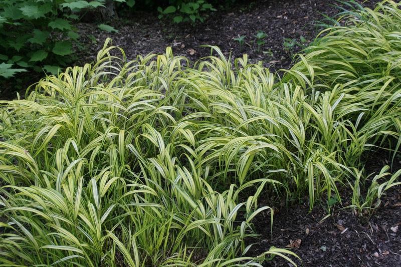 Hakone Grass (Hakonechloa macra): UK gardeners prize it for its exceptional autumn colour, turning shades of bronze, pink, and red, and for its
