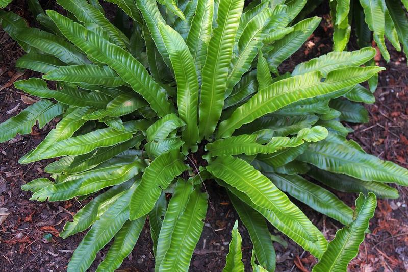 Hart's Tongue Fern is a distinctive evergreen fern native to the UK, characterised by its glossy, strap-shaped fronds that remain vibrant throughout