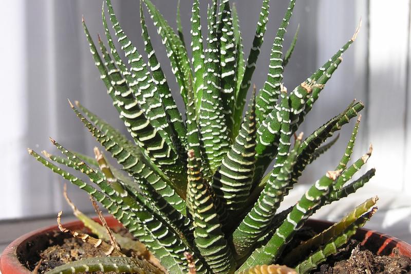 Haworthia is a compact succulent native to South Africa, prized for its striking white-striped rosettes of dark green leaves