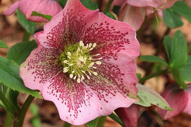 Hellebore (Helleborus orientalis): Producing nodding, saucer-shaped flowers in shades of white, pink, purple, and near-black from late winter