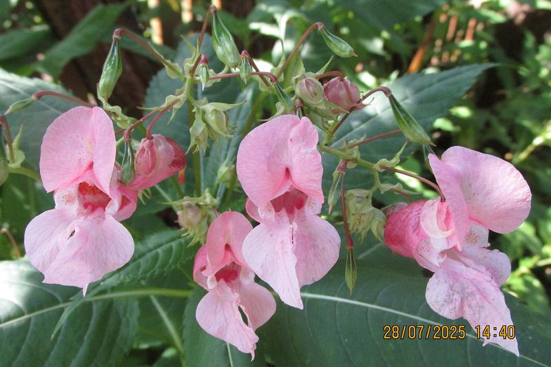 Himalayan Balsam (Impatiens glandulifera) growing in a natural setting