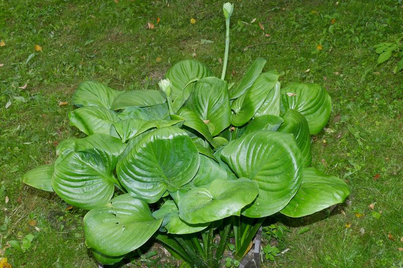 Hostas are herbaceous perennials prized for their bold, architectural foliage in shades of green, blue, gold, and variegated combinations