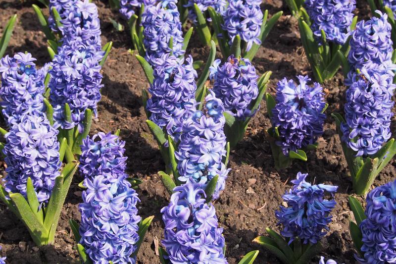 Hyacinth is a beloved spring-flowering bulb renowned for its densely packed spikes of intensely fragrant blooms in shades of pink, purple, white