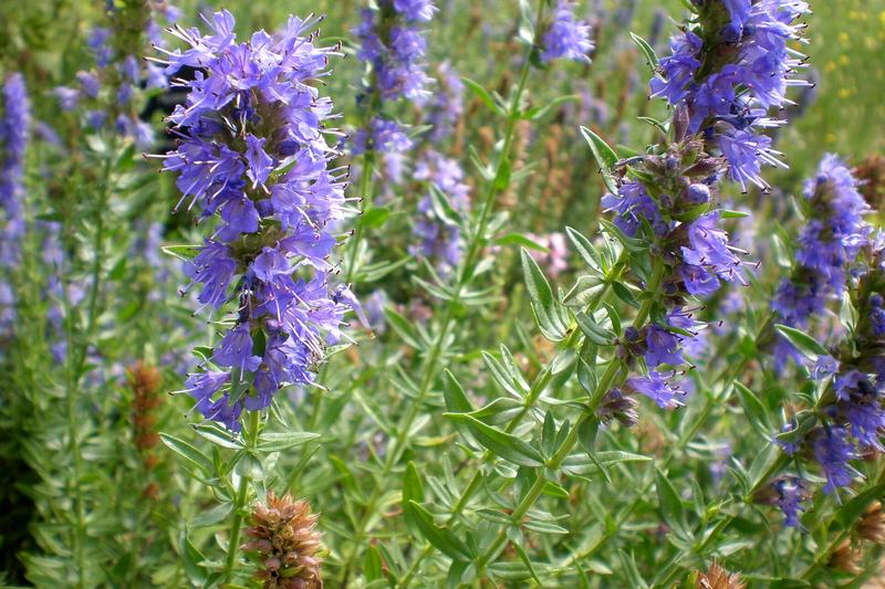 Hyssop is a semi-evergreen perennial herb native to southern Europe and the Mediterranean, forming compact, bushy clumps of aromatic, narrow leaves
