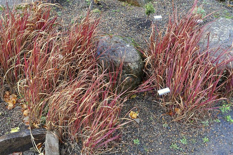 Japanese Blood Grass (Imperata cylindrica 'Rubra'): The upright blades emerge green at the base and transition to brilliant blood-red tips, creating