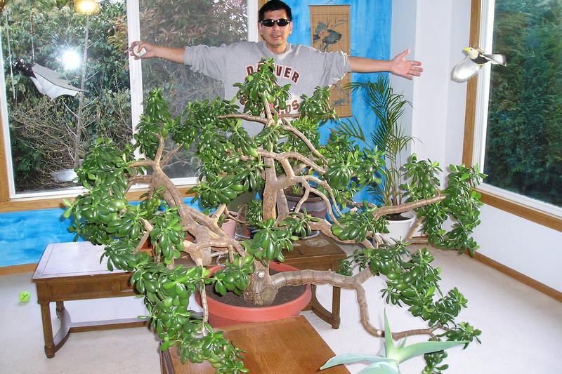 Jade Plant (Crassula ovata): The Jade Plant is a popular succulent houseplant native to South Africa, prized for its thick, glossy, oval leaves and