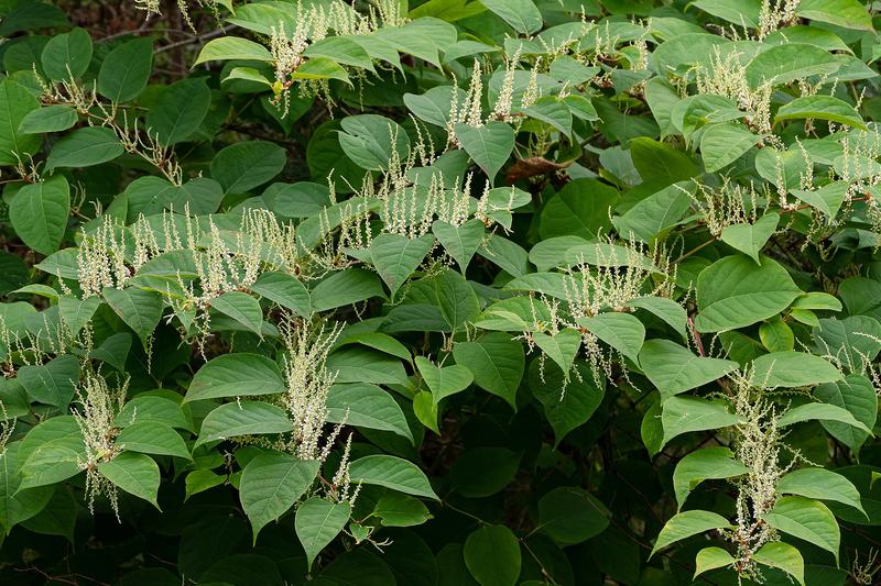 Japanese Knotweed (Fallopia japonica) growing in a natural setting
