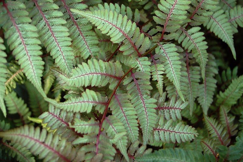 Japanese Painted Fern (Athyrium niponicum var. pictum): Native to Japan, this compact fern has become a favourite amongst UK gardeners for