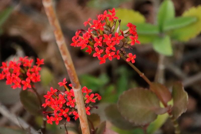 Kalanchoe is a popular succulent houseplant native to Madagascar, prized for its clusters of vibrant, long-lasting flowers in shades of red, pink