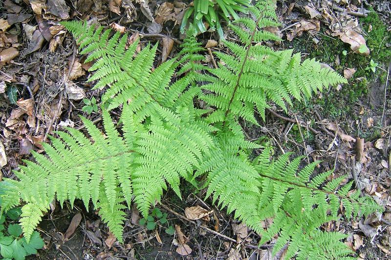Lady Fern is a graceful, deciduous fern native to the British Isles, producing delicate, lacy fronds that emerge bright green in spring and mature to