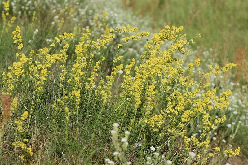 Lady's Bedstraw is a charming native British wildflower producing masses of tiny, honey-scented yellow flowers from June to September atop slender