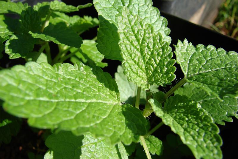 Lemon balm is a vigorous, clump-forming perennial herb with bright green, heavily veined leaves that release a delightful lemon scent when brushed or