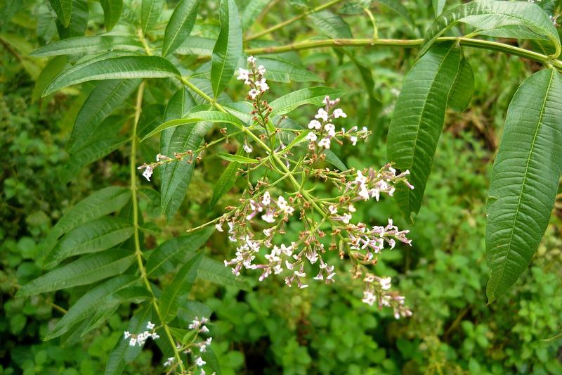 Lemon verbena is a deciduous woody shrub native to South America, prized for its intensely lemon-scented leaves that retain their fragrance even when