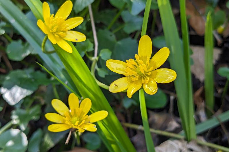 Lesser Celandine is a low-growing British native wildflower that carpets woodland floors and damp meadows with glossy, heart-shaped leaves and