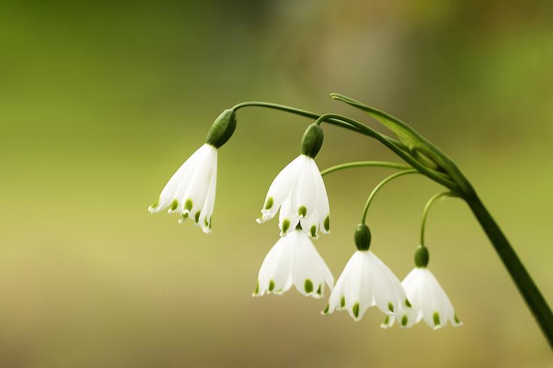Leucojum (Leucojum vernum): Producing nodding, bell-shaped white flowers with distinctive green spots on the petal tips, it blooms from late winter