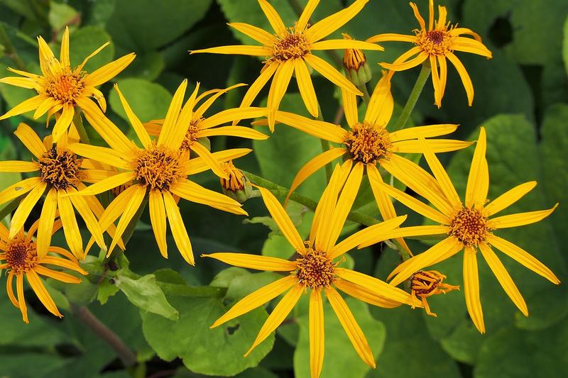 Ligularia is a bold, architectural perennial prized for its large, kidney-shaped leaves and vibrant orange-yellow daisy flowers that appear on tall
