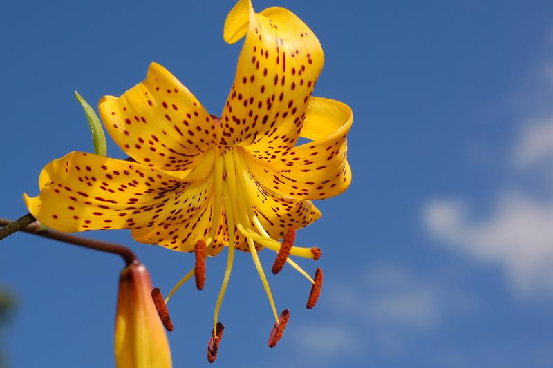 Lily (Lilium): Lilies are spectacular summer-flowering bulbs renowned for their large, often fragrant blooms in shades of white, pink, orange, red