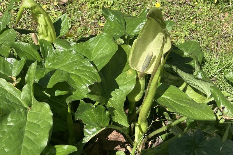 Lords and Ladies (Arum maculatum): The plant produces a striking pale green spathe in spring that encloses a purple spadix, followed by a spike of