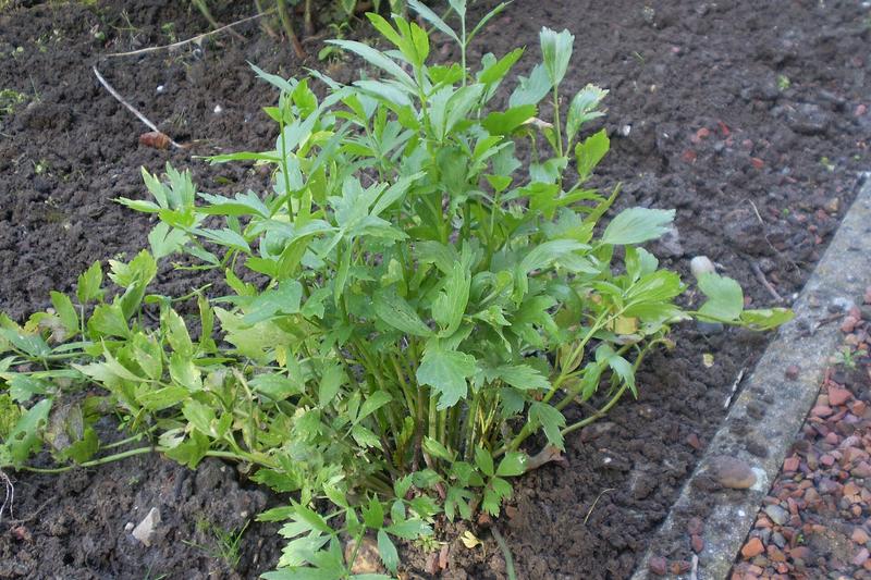 Lovage (Levisticum officinale): Growing up to 2 metres tall, this hardy herb produces glossy, deeply divided leaves and umbels of yellow-green