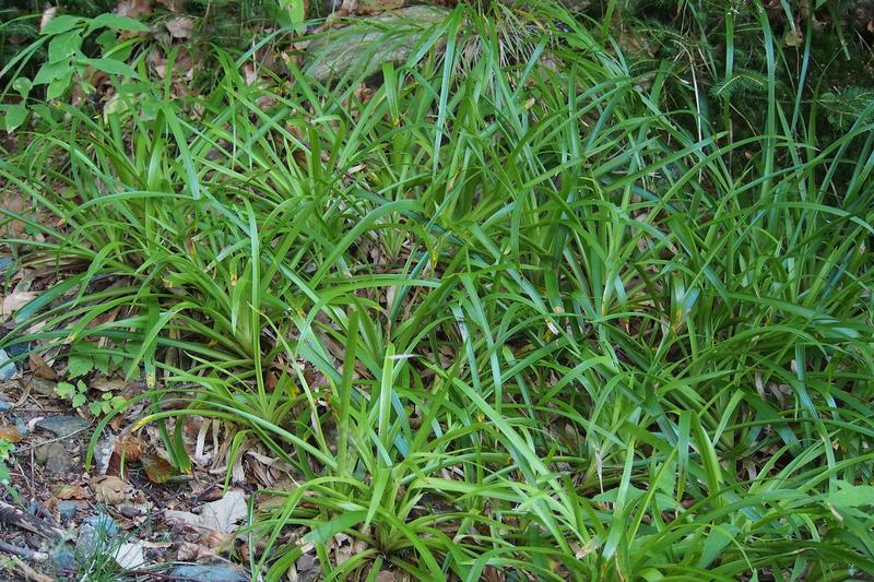 Wood Rush is a robust, evergreen perennial grass-like plant native to British woodlands, forming dense clumps of glossy, dark green leaves with