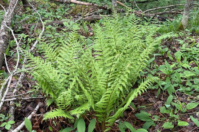 Male Fern (Dryopteris filix-mas): The Male Fern is a robust, deciduous British native fern with elegant, arching fronds that can reach over a metre