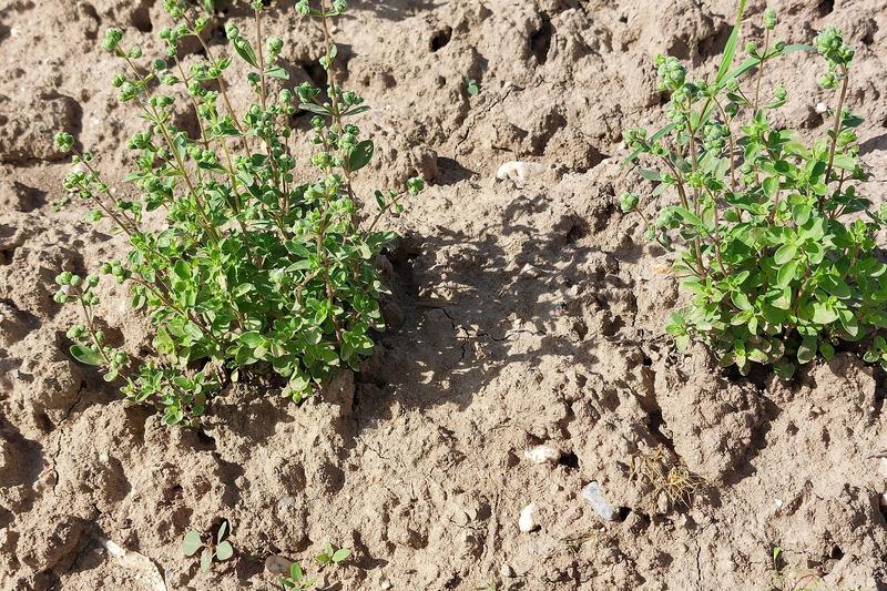 Marjoram (Origanum majorana): It forms compact, bushy plants with small, oval, grey-green leaves and tiny white or pink flowers in summer