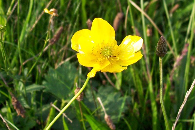 Meadow Buttercup is a cheerful native perennial wildflower producing glossy, golden-yellow flowers from late spring through summer